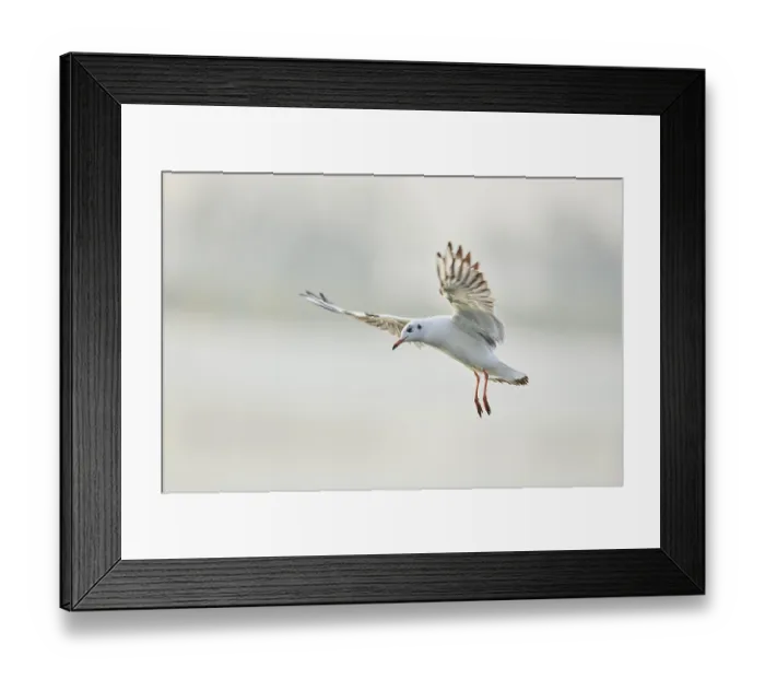 Framed Print : Black-headed gull (Chroicocephalus ridibundus) flying