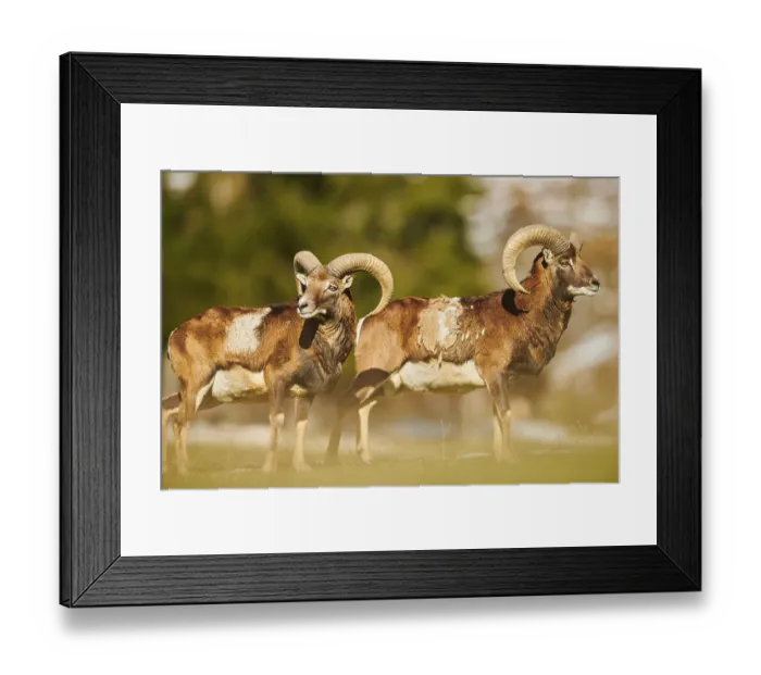 Framed Print : European mouflon (Ovis aries musimon) ram (male) in the alps Framed Print : European mouflon (Ovis aries musimon) ram (male) in the alps