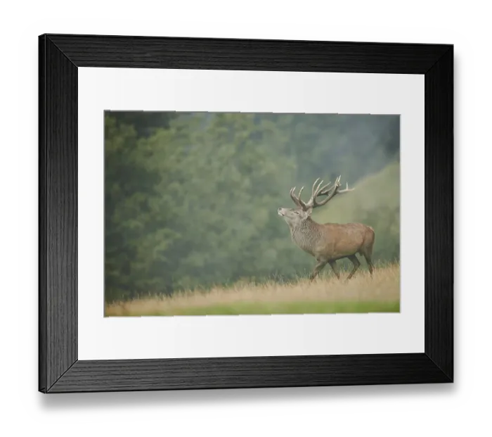 Framed Print : Rothirsch (Cervus elaphus) Maennchen in der Brunft Framed Print : Rothirsch (Cervus elaphus) Maennchen in der Brunft