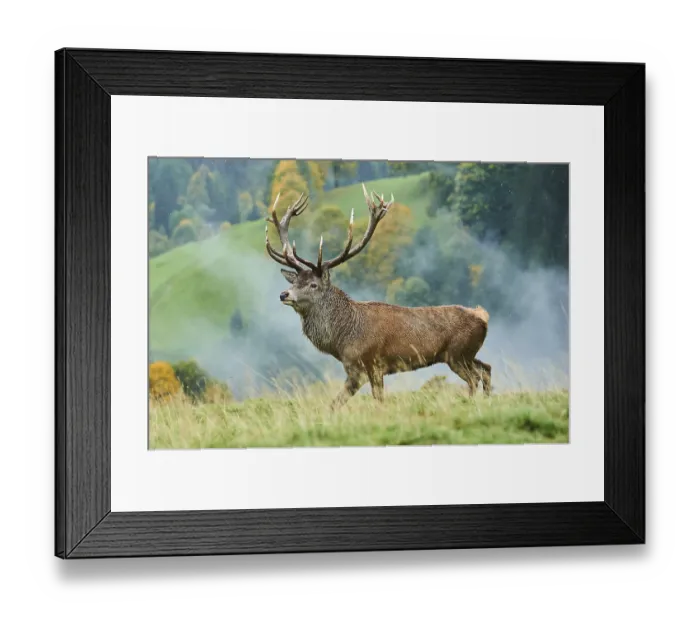 Framed Print : Rothirsch (Cervus elaphus) Maennchen in der Brunft Framed Print : Rothirsch (Cervus elaphus) Maennchen in der Brunft
