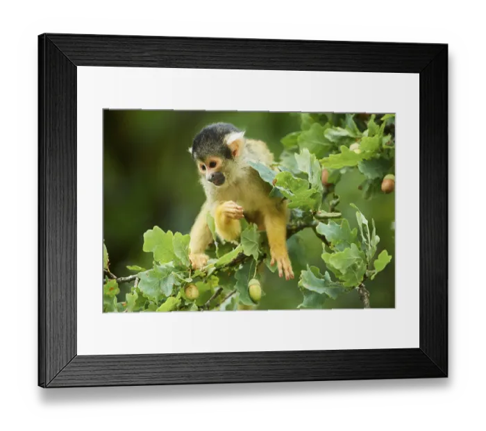 Framed Print : Common squirrel monkey (Saimiri sciureus) in a tree