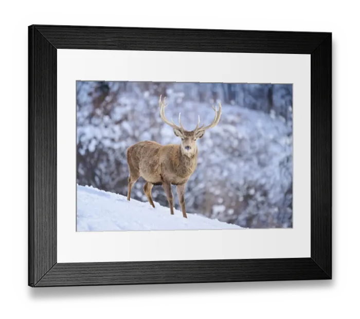 Framed Print : Red deer (Cervus elaphus) stag on a snowy meadow in the mountains in tirol Framed Print : Red deer (Cervus elaphus) stag on a snowy meadow in the mountains in tirol