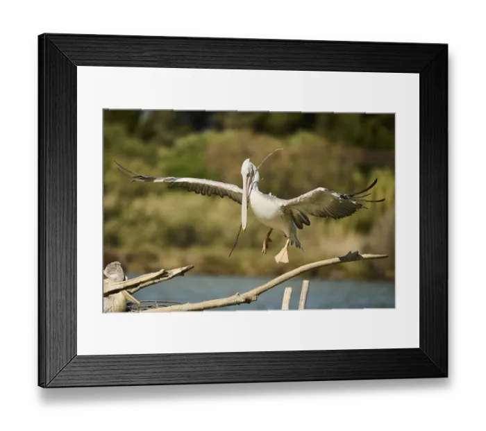 Framed Print : Great white pelican (Pelecanus onocrotalus) landing