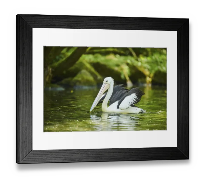 Framed Print : Australian pelican (Pelecanus conspicillatus)
