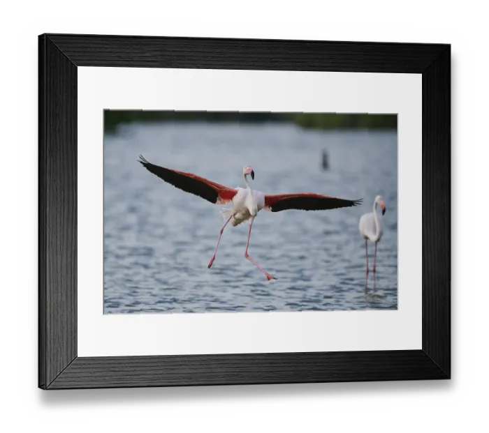 Framed Print : Greater Flamingo (Phoenicopterus roseus)