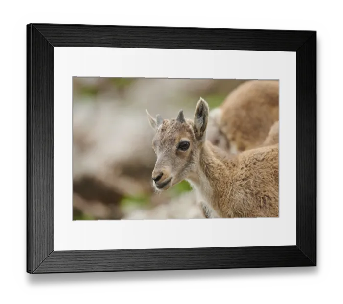 Framed Print : Alpine ibex (Capra ibex) youngster