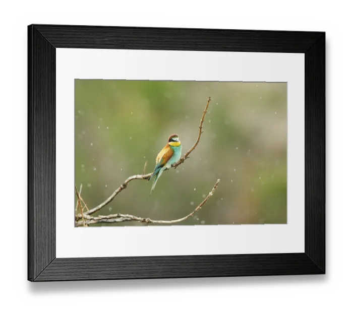 Framed Print : European bee-eater (Merops apiaster) sitting on a branch