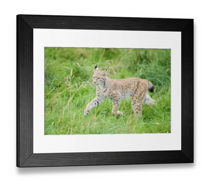 Framed Print : Eurasian lynx (Lynx lynx) running through the grass