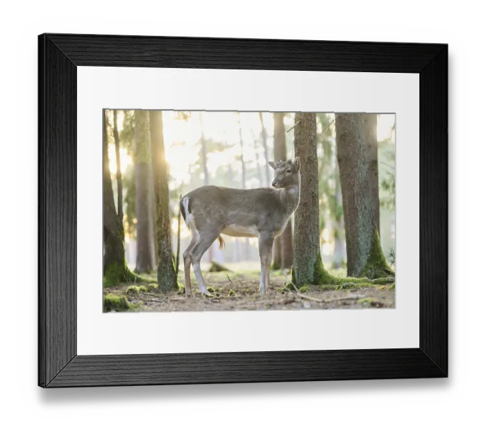 Framed Print : Fallow deer (Dama dama) buck standing in a forest Framed Print : Fallow deer (Dama dama) buck standing in a forest