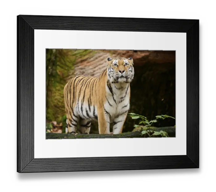 Framed Print : Siberian tiger (Panthera tigris altaica) standing behind a tree trunk