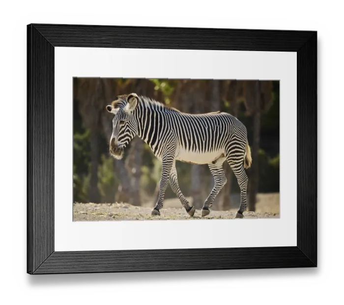 Framed Print : Plains zebra (Equus quagga) standing on the ground