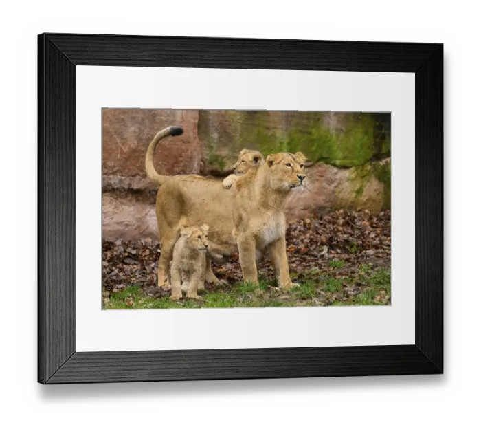 Framed Print : Asiatic lion (Panthera leo persica) lioness playing with her cubs