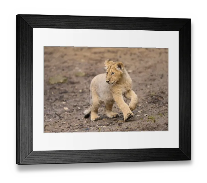 Framed Print : Asiatic lion (Panthera leo persica) cub running in the dessert