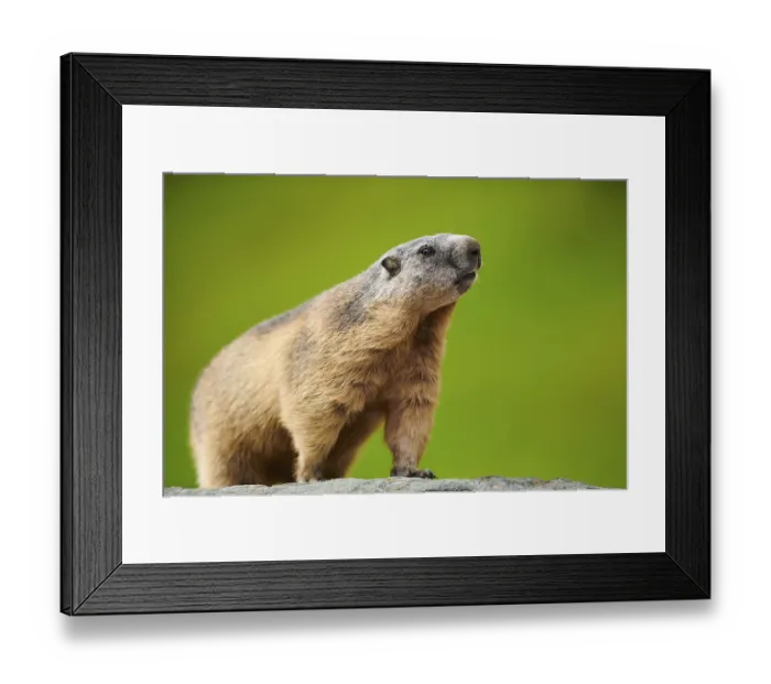 Framed Print : Alpine marmot (Marmota marmota) on a rock in summer