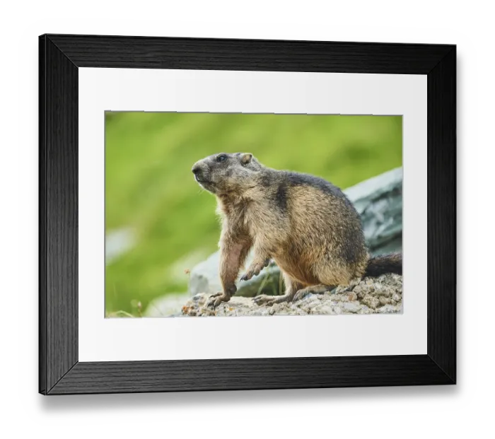 Framed Print : Alpine marmot (Marmota marmota) on a rock in summer Framed Print : Alpine marmot (Marmota marmota) on a rock in summer