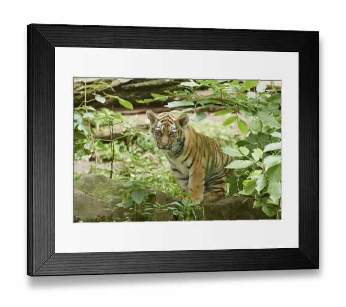 Framed Print : Close-up of a Siberian tiger (Panthera tigris altaica) cub in a forest Framed Print : Close-up of a Siberian tiger (Panthera tigris altaica) cub in a forest