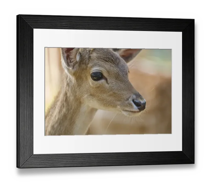 Framed Print : European fallow deer (Dama dama) youngster