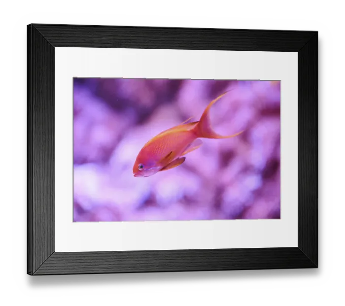 Framed Print : Sea goldie (Pseudanthias squamipinnis) in a aquarium