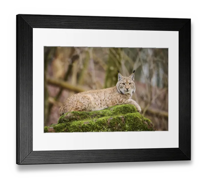 Framed Print : Eurasian lynx (Lynx lynx) lying on a rock Framed Print : Eurasian lynx (Lynx lynx) lying on a rock