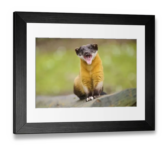 Framed Print : Yellow-throated marten (Martes flavigula) on an old tree trunk