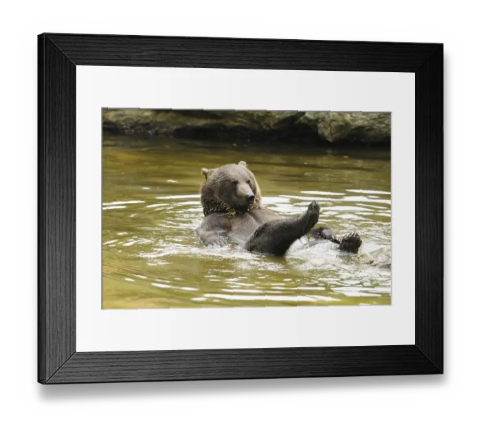 Framed Print : Bear relaxing swimming in the water