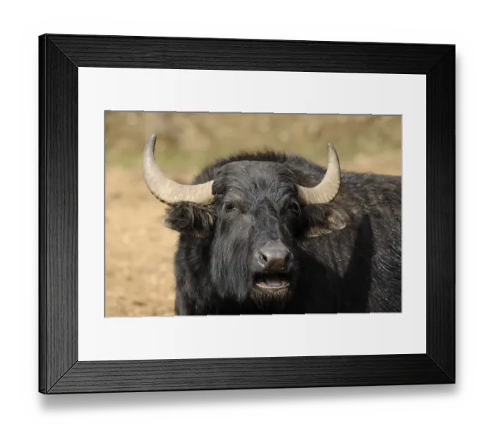 Framed Print : Black buffalo with large horns in a natural environment
