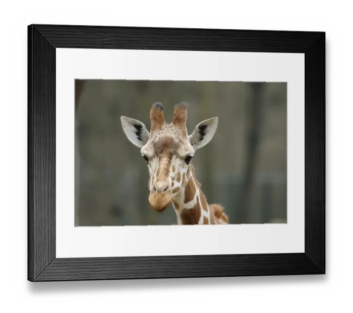 Framed Print : Giraffe head with expressive eyes and characteristic fur pattern