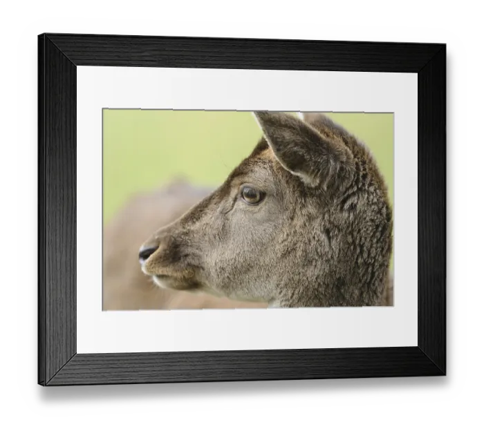 Framed Print : Lateral profile of a roe deer with focus on the eye and the fur in front of a blurred background