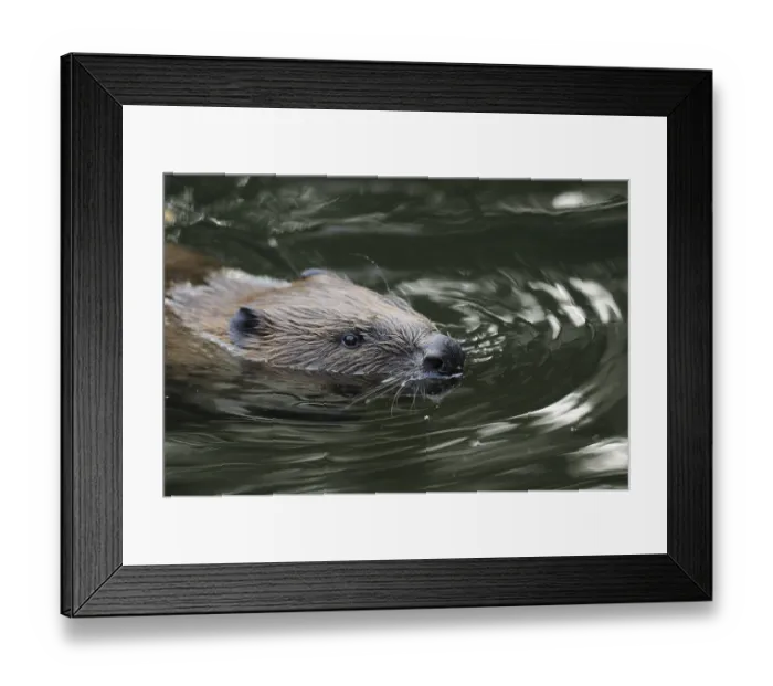 Framed Print : Swimming beaver in moving water