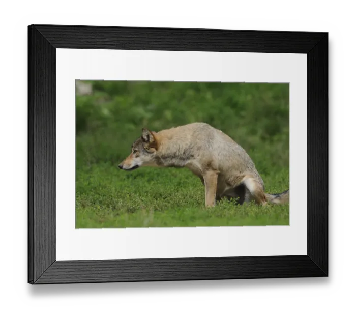 Framed Print : A wolf urinating on green grass