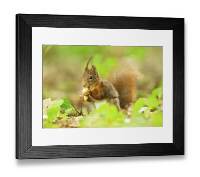 Framed Print : Red squirrel (Sciurus vulgaris) in a forest Framed Print : Red squirrel (Sciurus vulgaris) in a forest