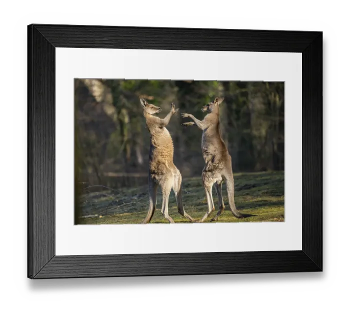 Framed Print : Eastern Gray Kangaroo (Macropus giganteus)