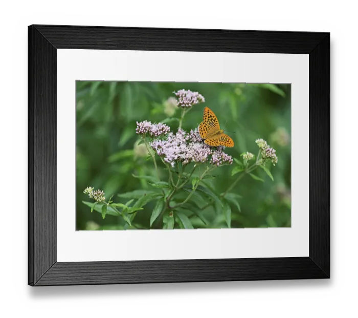 Framed Print : Silver-washed fritillary (Argynnis paphia) Framed Print : Silver-washed fritillary (Argynnis paphia)