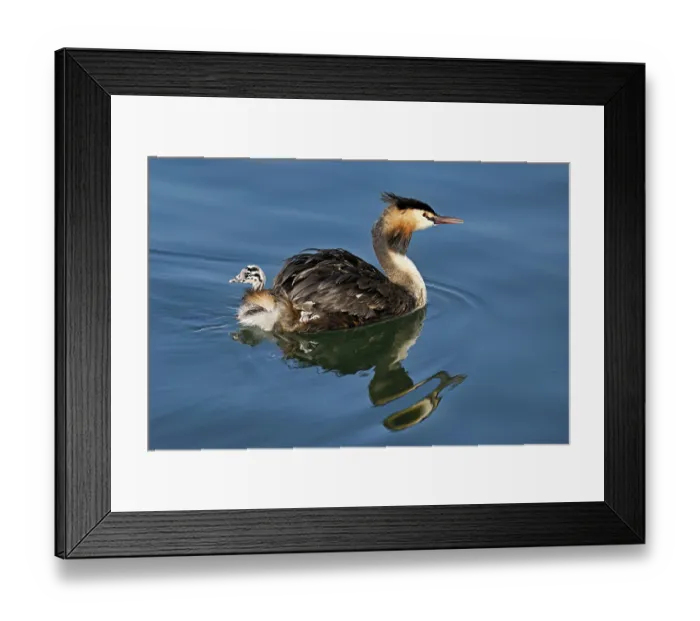 Framed Print : Great Crested Grebe (Podiceps Scalloped ribbonfish)