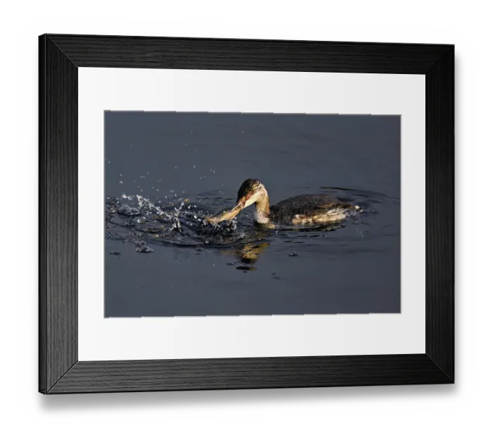 Framed Print : Slavonian grebe (Podiceps auritus)