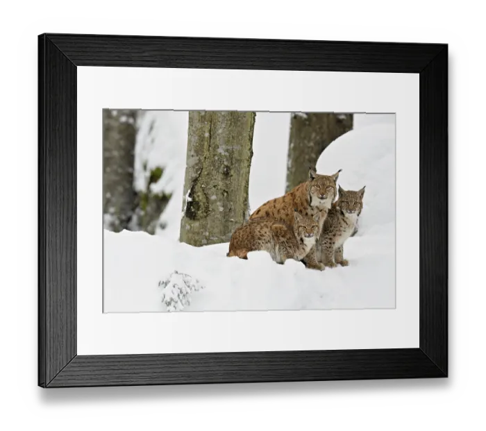 Framed Print : Eurasian lynx (Lynx lynx), mother sitting with cubs in the snow