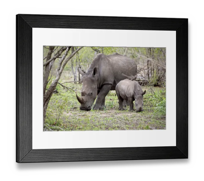 Framed Print : White rhinoceroses (Ceratotherium simum) Framed Print : White rhinoceroses (Ceratotherium simum)