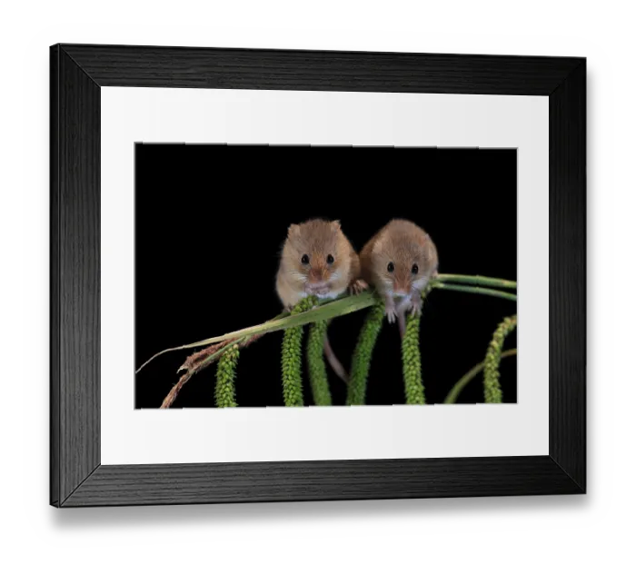 Framed Print : Eurasian harvest mouse (Micromys minutus)