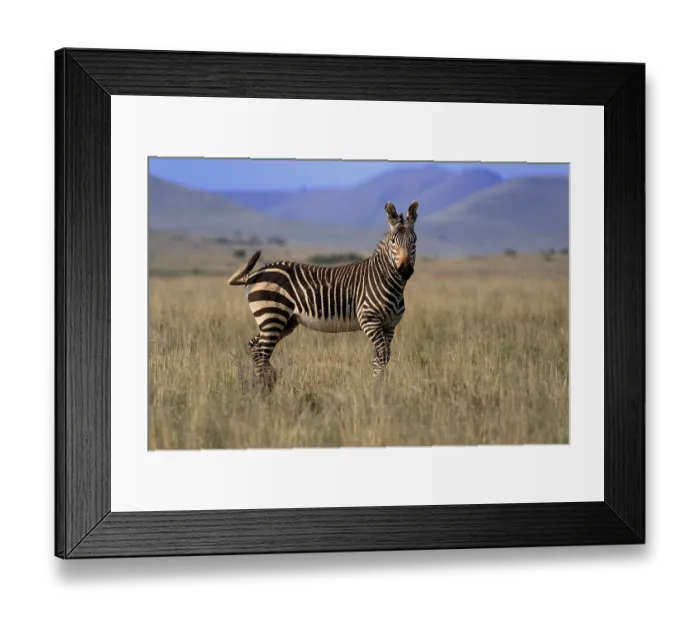 Framed Print : Cape Mountain Zebra (Equus zebra zebra) Framed Print : Cape Mountain Zebra (Equus zebra zebra)