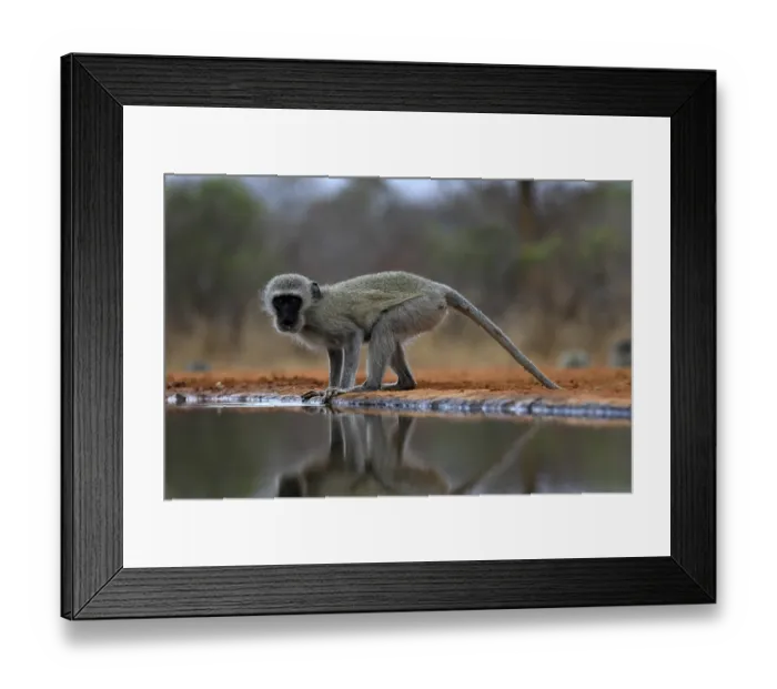 Framed Print : Vervet Monkey (Chlorocebus pygerythrus) Framed Print : Vervet Monkey (Chlorocebus pygerythrus)