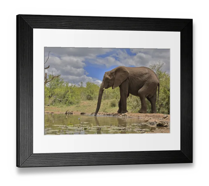 Framed Print : African elephant (Loxodonta africana)