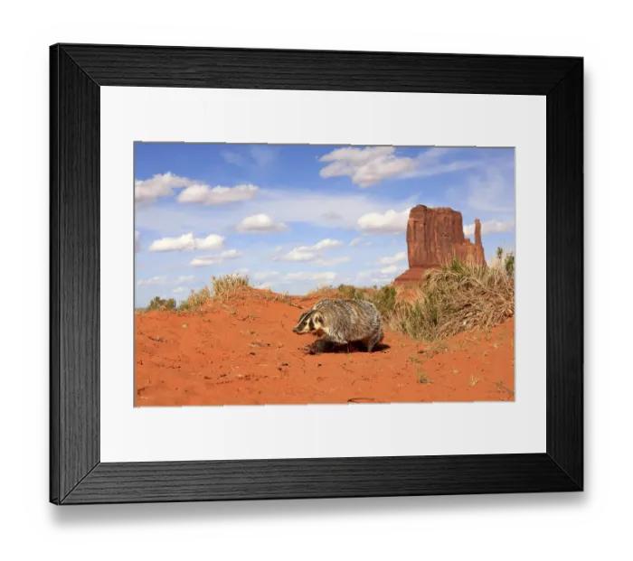 Framed Print : Silver badger (Taxidea taxus), running Framed Print : Silver badger (Taxidea taxus), running