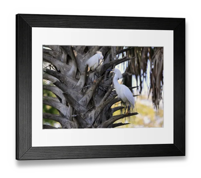 Framed Print : Great Egret (Egretta thula), adult
