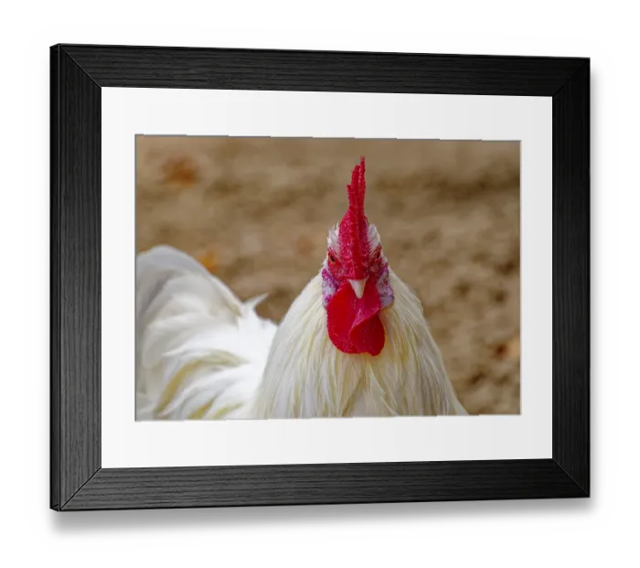 Framed Print : Saxon bantam chicken, Saxony chicken Framed Print : Saxon bantam chicken, Saxony chicken
