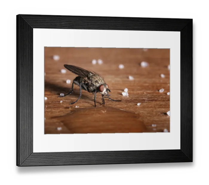 Framed Print : Maro photo of a housefly drinking from a drop of water Framed Print : Maro photo of a housefly drinking from a drop of water