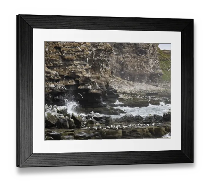 Framed Print : Black-legged kittiwake (Rissa tridactyla)