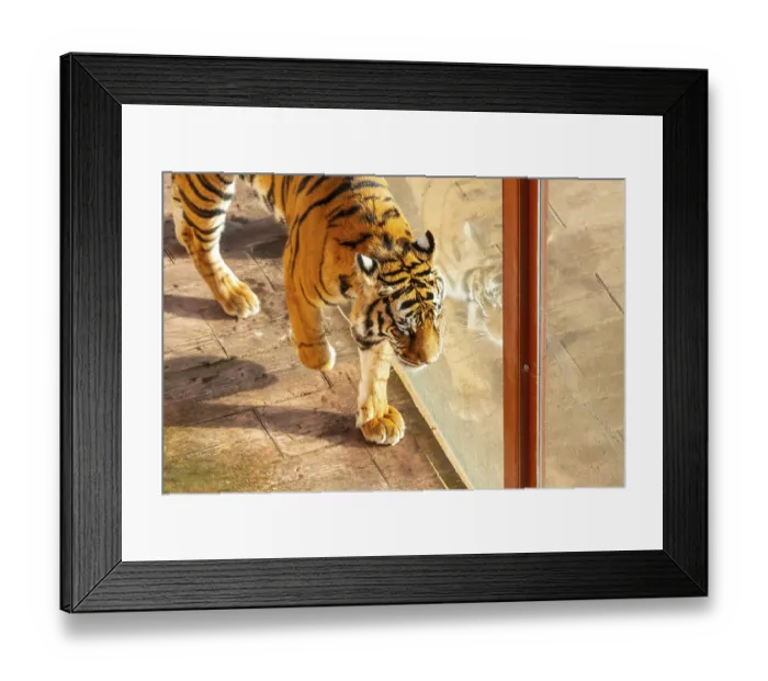 Framed Print : A tiger is walking on a brick floor Framed Print : A tiger is walking on a brick floor