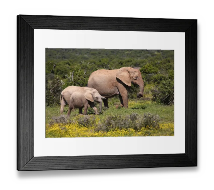 Framed Print : African bush elephants (Loxodonta africana) Framed Print : African bush elephants (Loxodonta africana)