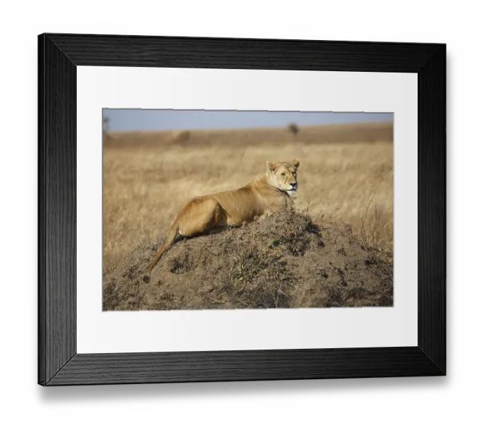 Framed Print : African Lion (Panthera leo), female on mound Framed Print : African Lion (Panthera leo), female on mound