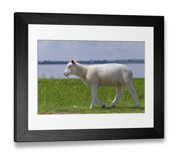 Framed Print : Domestic sheep (Ovis gmelini aries)